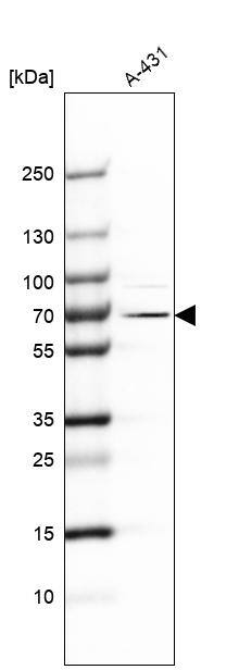 Analysis in human cell line A-431.