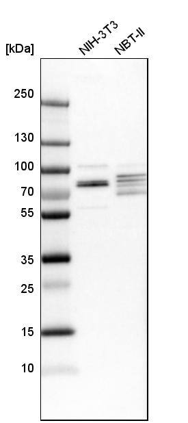 Analysis in mouse cell line NIH-3T3 and rat cell line NBT-II.