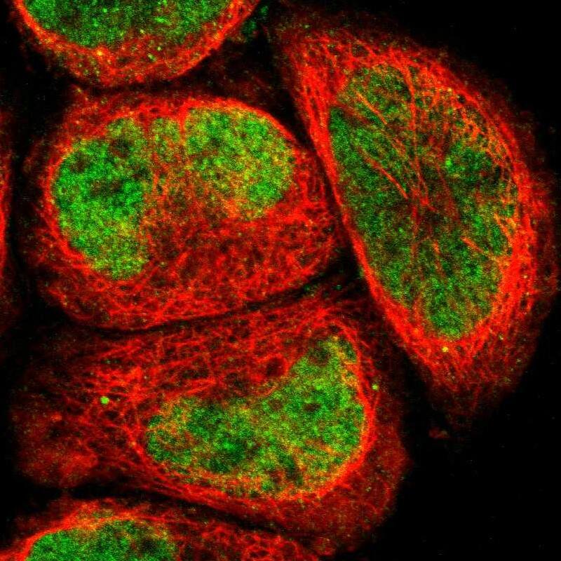 Immunocytochemistry/ Immunofluorescence ELMSAN1 Antibody - BSA Free