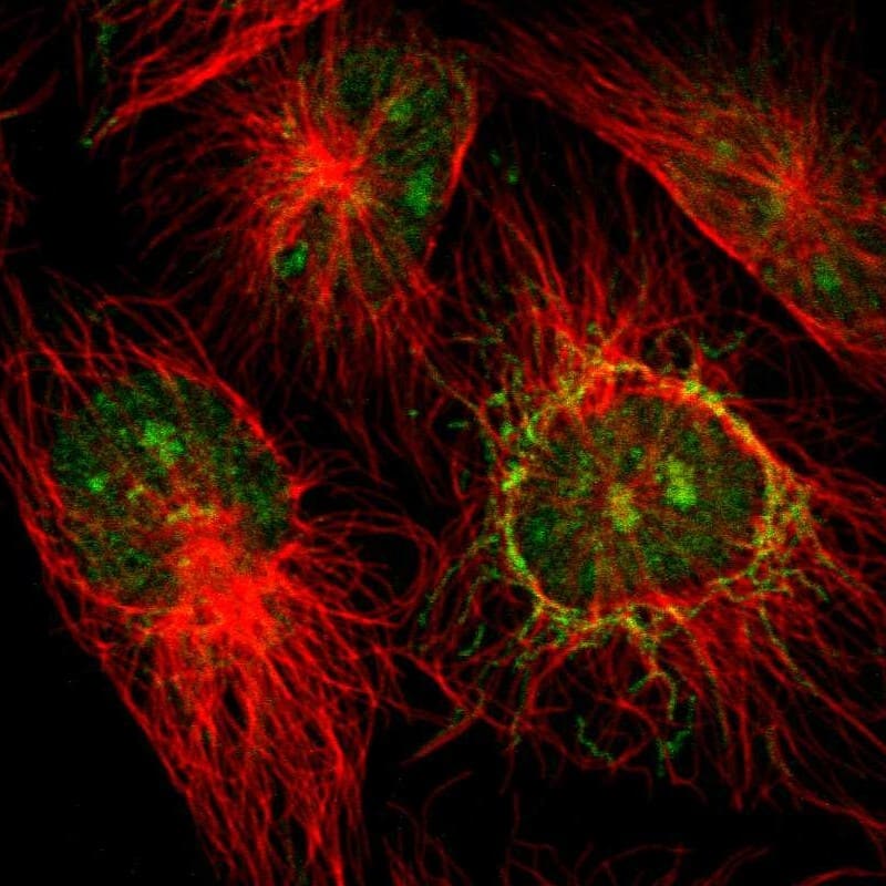 Staining of human cell line U-251 MG shows localization to nucleus, nucleoli & mitochondria.