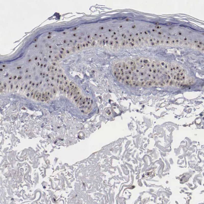 Immunohistochemistry-Paraffin NGDN Antibody - BSA Free