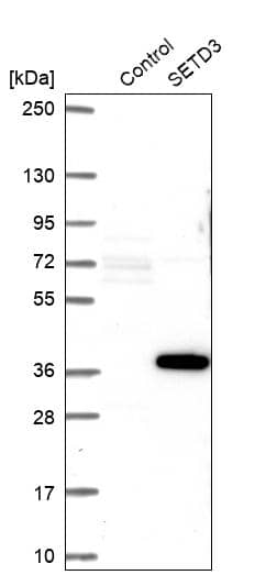 Analysis in control (vector only transfected HEK293T lysate) and SETD3 over-expression lysate (Co-expressed with a C-terminal myc-DDK tag (~3.1 kDa) in mammalian HEK293T cells).