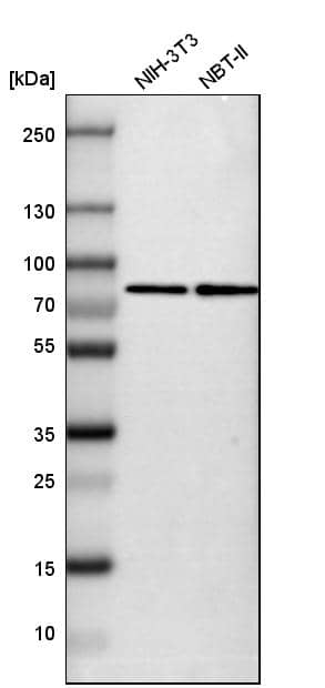 Analysis in mouse cell line NIH-3T3 and rat cell line NBT-II.