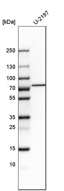 Analysis in human cell line U-2197.