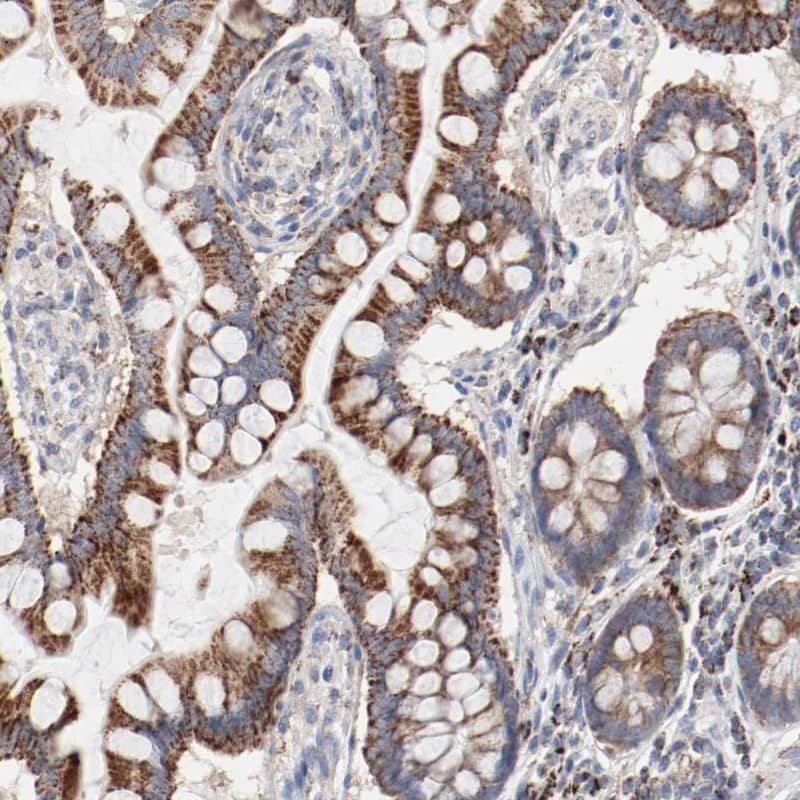 Staining of human small intestine shows strong cytoplasmic positivity in glandular cells.