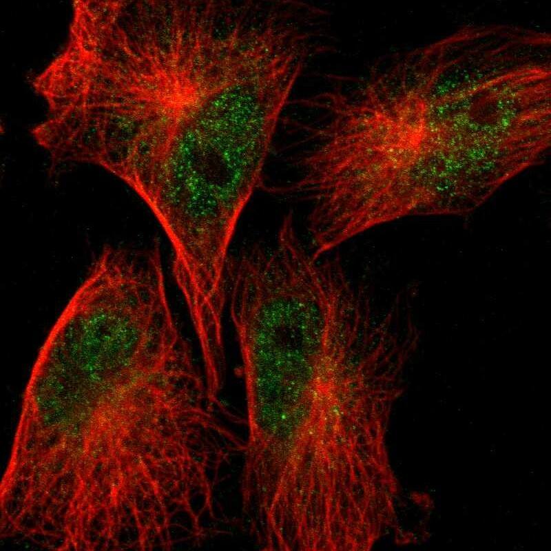 Staining of human cell line U-251 MG shows localization to nucleoplasm & cytosol.