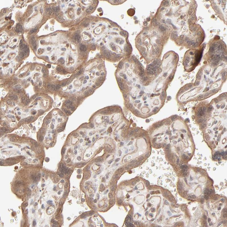 Immunohistochemistry-Paraffin SCFD1 Antibody - BSA Free