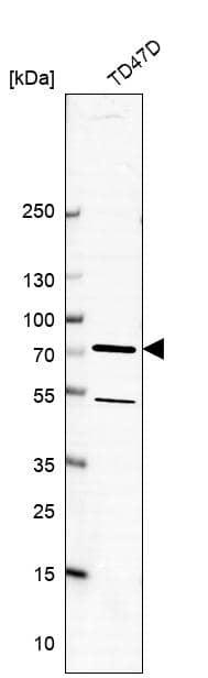 Western Blot SCFD1 Antibody - BSA Free