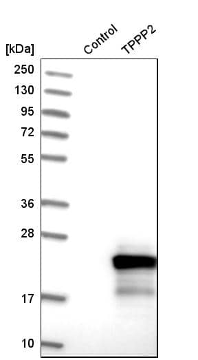 Analysis in control (vector only transfected HEK293T lysate) and tPPP2 over-expression lysate (Co-expressed with a C-terminal myc-DDK tag (~3.1 kDa) in mammalian HEK293T cells).