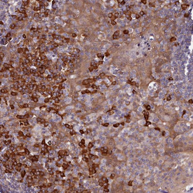 Immunohistochemistry-Paraffin HN1L Antibody - BSA Free