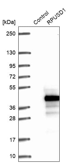 Western Blot RPUSD1 Antibody - BSA Free