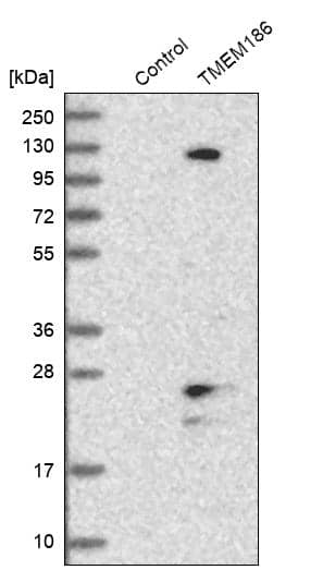 Analysis in control (vector only transfected HEK293T lysate) and TMEM186 over-expression lysate (Co-expressed with a C-terminal myc-DDK tag (~3.1 kDa) in mammalian HEK293T cells).