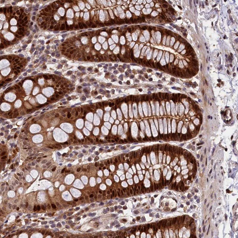 Immunohistochemistry-Paraffin LIN10 Antibody - BSA Free