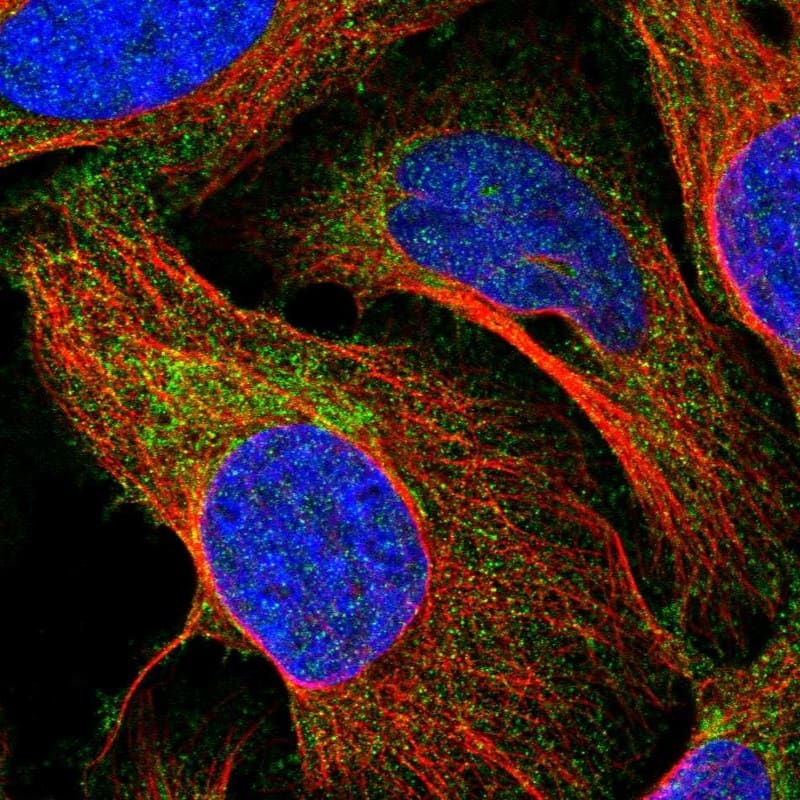 Staining of human cell line U-2 OS shows positivity in cytoplasm & mitochondria.