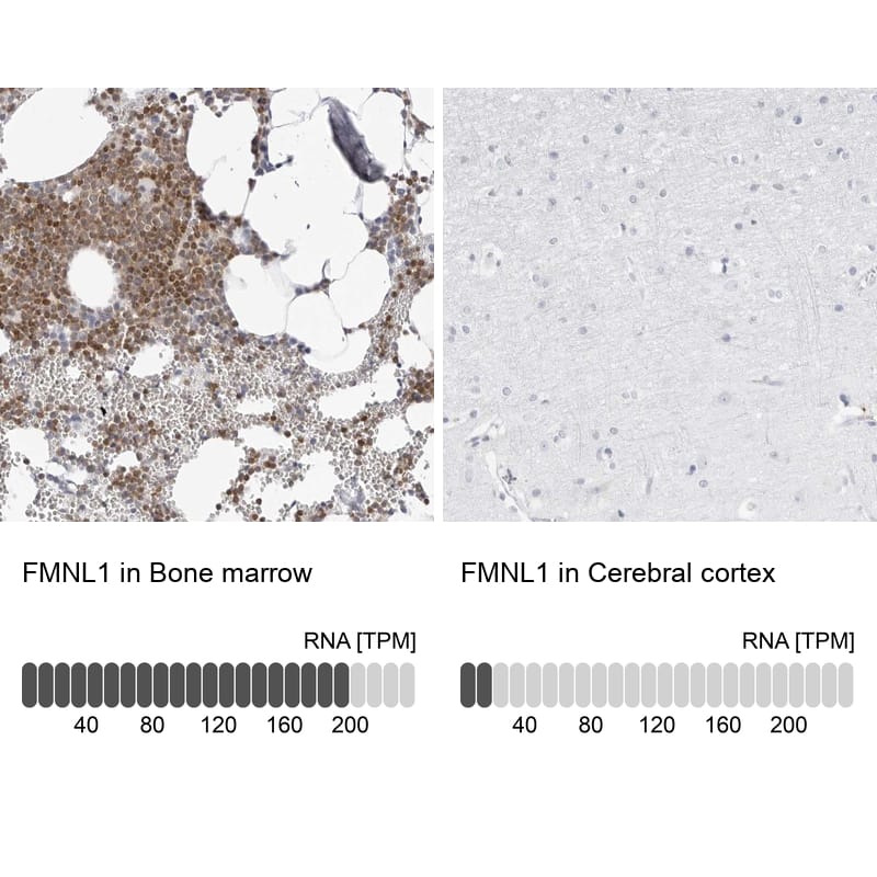 Analysis in human bone marrow and cerebral cortex tissues using Anti-FMNL1 antibody. Corresponding FMNL1 RNA-seq data are presented for the same tissues.