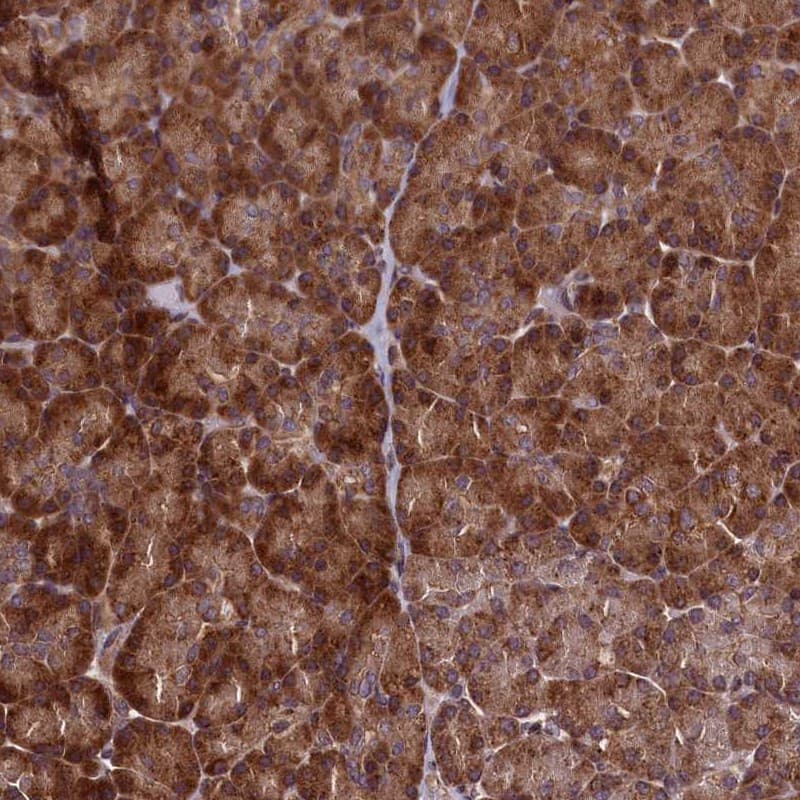 Immunohistochemistry-Paraffin RBFA Antibody - BSA Free