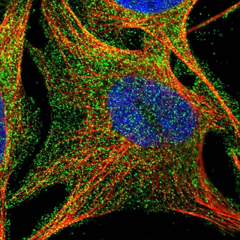 Staining of human cell line U-2 OS shows localization to plasma membrane.