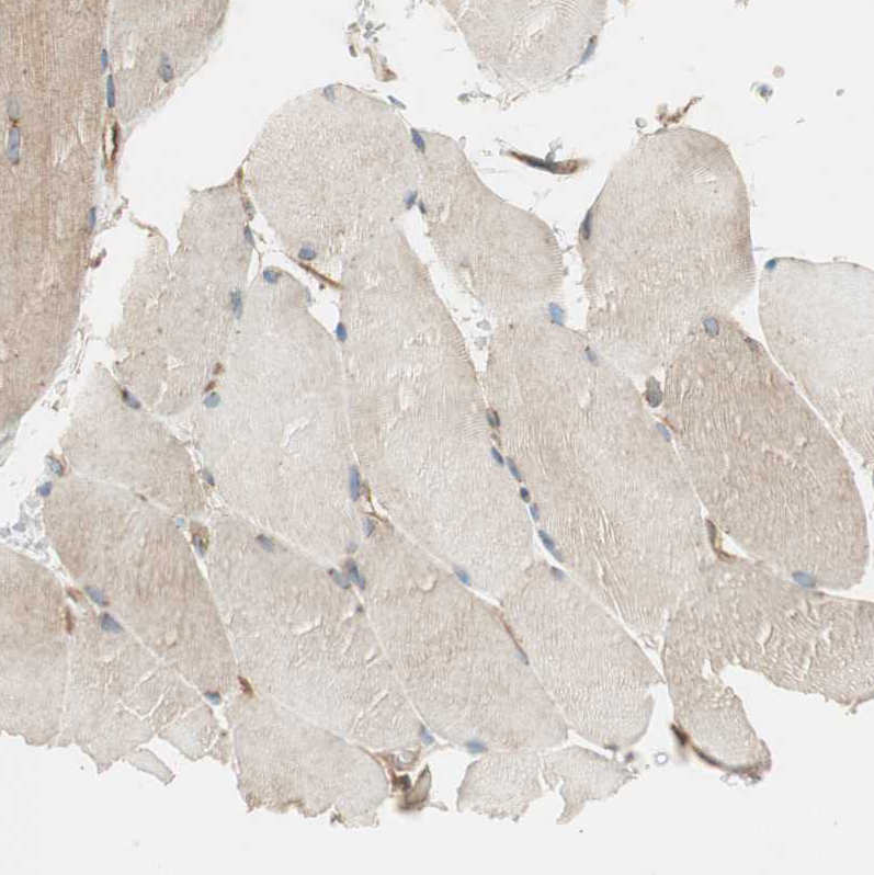 Immunohistochemistry-Paraffin BTN3A3 Antibody - BSA Free