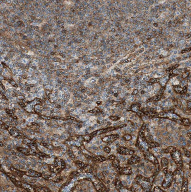 Immunohistochemistry-Paraffin BTN3A3 Antibody - BSA Free