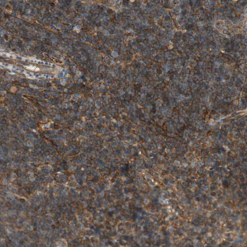 Immunohistochemistry-Paraffin BTN3A3 Antibody - BSA Free