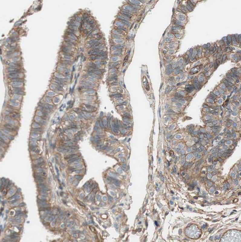 Immunohistochemistry-Paraffin BTN3A3 Antibody - BSA Free