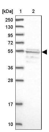 Western Blot SRFBP1 Antibody - BSA Free