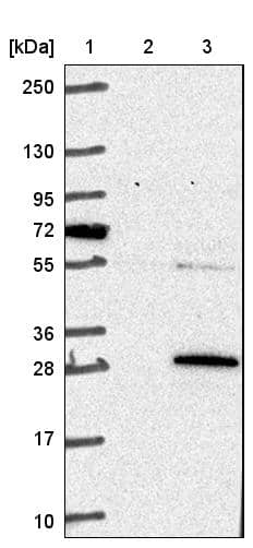 Lane 1: Marker [kDa] 250, 130, 95, 72, 55, 36, 28, 17, 10Lane 2: Negative control (vector only transfected HEK293T lysate)Lane 3: Over-expression lysate (Co-expressed with a C-terminal myc-DDK tag (~3.1 kDa) in mammalian HEK293T cells, LY415996)