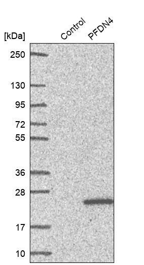 Analysis in control (vector only transfected HEK293T lysate) and PFDN4 over-expression lysate (Co-expressed with a C-terminal myc-DDK tag (~3.1 kDa) in mammalian HEK293T cells).