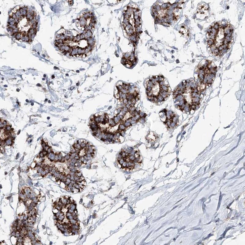 <b>Independent Antibodies Validation. </b>Staining of human breast shows strong cytoplasmic positivity in glandular cells.