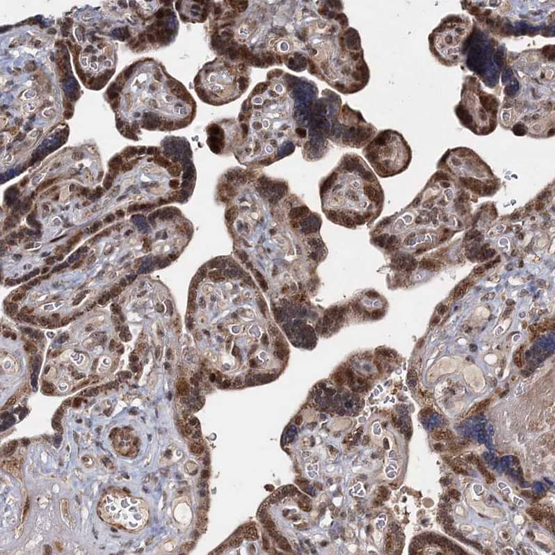 Staining of human placenta shows moderate nuclear positivity in trophoblastic cells.