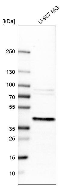 Western Blot ERLIN1 Antibody - BSA Free