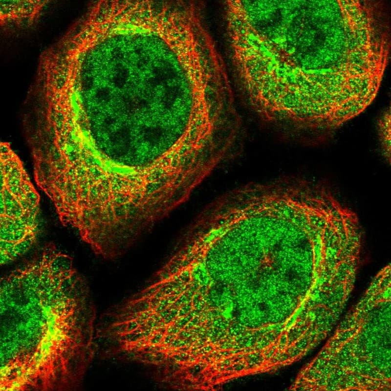 Immunocytochemistry/ Immunofluorescence CDC123 Antibody - BSA Free