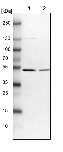Lane 1: NIH-3T3 cell lysate (Mouse embryonic fibroblast cells)Lane 2: NBT-II cell lysate (Rat Wistar bladder tumour cells)