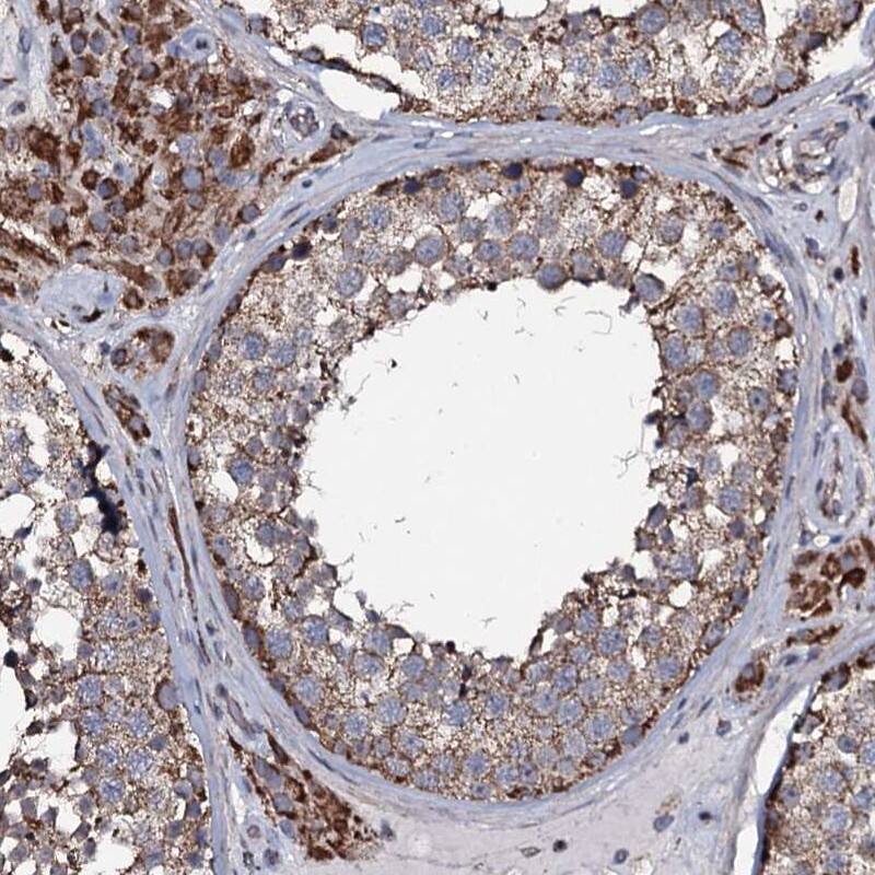 Immunohistochemistry-Paraffin NRIP3 Antibody - BSA Free