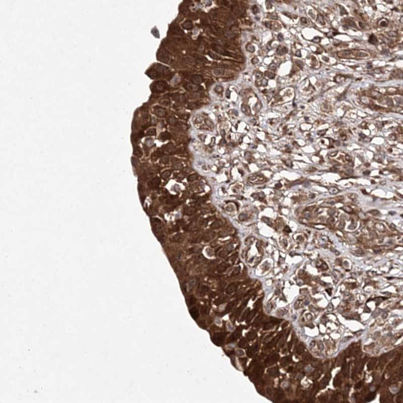 Immunohistochemistry-Paraffin TMEM9B Antibody - BSA Free