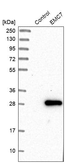 Analysis in control (vector only transfected HEK293T lysate) and EMC7 over-expression lysate (Co-expressed with a C-terminal myc-DDK tag (~3.1 kDa) in mammalian HEK293T cells).