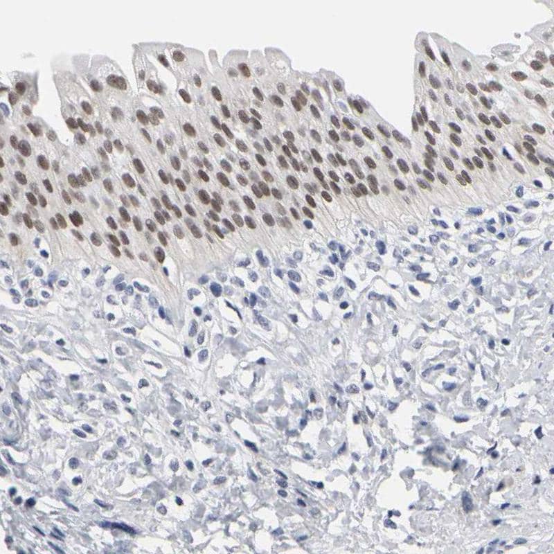 Immunohistochemistry-Paraffin GRHL2 Antibody - BSA Free