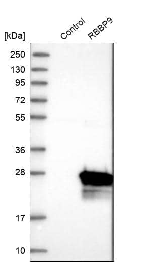 Analysis in control (vector only transfected HEK293T lysate) and RBBP9 over-expression lysate (Co-expressed with a C-terminal myc-DDK tag (~3.1 kDa) in mammalian HEK293T cells).