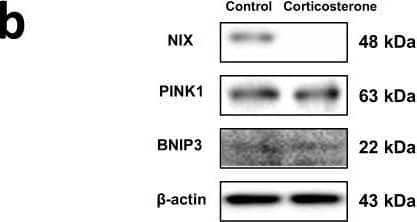 Corticosterone affects NIX-dependent mitophagy through decreasing PGC1 alpha  in vivo.a–f Mice exposed to vehicle, corticosterone (10 mg/kg), corticosterone with phorbol 12-myristate 13-acetate (PMA pretreatment, 200 μg/kg), or PMA alone for 7 days. a Slide samples for IHC immunostained with LAMP1 (green), TOMM20 (red), & DAPI (blue). Scale bars, 100 μm (magnification, ×200). n = 5. b The expressions of NIX, PTEN-induced kinase 1 (PINK1), & BCL2 interacting protein 3 (BNIP3) detected with WBt where  beta -actin used as a loading control. n = 5. c Slide samples for IHC immunostained with synpatophysin (green), PSD95 (red), & DAPI (blue). Scale bars, 100 μm (magnification, ×200). n = 5. d Synaptophysin & PSD95 detected by WBt. Loading control is  beta -actin. n = 5. e The mice subjected to Y-maze test to evaluate spatial memory function. n = 6. f The mice subjected to forced swim test to evaluate depression-like behavior. n = 5. g Vehicle or RU 486 (5 mg/kg) injected mice presented with/without corticosterone (10 mg/kg) for 3 days. The expressions of peroxisome proliferator-activated receptor gamma coactivator 1-alpha (PGC1 alpha ) & NIX visualized via WB. Loading control is  beta -actin. n = 5. h The schematic model for mechanisms of inhibition in NIX-dependent mitophagy by glucocorticoid was shown. All blots & IF images representative. n = 5 or 6 from each animal with two technical replicates each in results of IHC & WBt. Quantitative data presented as a mean ± S.E.M. The representative images acquired by SRRF imaging system. Two-sided two-way ANOVA was conducted except Fig. 8b, data of which analyzed by two-sided unpaired student’s t test. ** indicates p < 0.01 versus control & ## indicates p < 0.01 versus corticosterone, respectively. Data provided as a Source data file. Image collected & cropped by CiteAb from the following publication (//pubmed.ncbi.nlm.nih.gov/33473105), licensed under a CC-BY license. Not internally tested by Novus Biologicals.