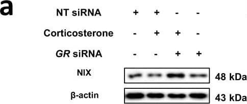 Western Blot: BNIP3L Antibody [NBP1-88558] - GR-dependent downregulation of NIX expression via PGC1 alpha .a, b Nontargeting (NT) or GR siRNA was transfected to hippocampal neurons & SH-SY5Y cells for 24 h prior to corticosterone & cortisol for 24 h, respectively. NIX expression was detected in western blot where  beta -actin was used as a loading control. n = 5. c SH-SY5Y cells were incubated with cortisol for 6 h. The mRNA expression levels of genes associated with nuclear receptors & coregulators were assessed by RT2 Profiler PCR array. Heat maps with hierarchical clustering were acquired by using the GeneGlobe Data analysis Center on Qiagen website. n = 3. d A thousand base pair upstream of the first codon of the PPARGC1A was described & the putative GRE binding sequence was emphasized with yellow labeling. e SH-SY5Y cells were incubated with cortisol for 6 h. DNA was immunoprecipitated with IgG, RNA polymerase (RNAPol), & glucocorticoid receptor (GR) antibody. The immunoprecipitation & input samples were amplified with primers of GAPDH & PPARGC1A gene. n = 5. All blots are representative. n = 3 or 5 from independent experiments with two technical replicates each, respectively. Quantitative data are presented as a mean ± S.E.M. Two-sided two-way ANOVA was conducted in Fig. 6a, b. Two-sided unpaired student’s t test was conducted in Fig. 6e. ** indicates p < 0.01 versus control. ## indicates p < 0.01 versus corticosterone in hippocampal neurons & cortisol in SH-SY5Y, respectively. Data are provided as a Source data file. Image collected & cropped by CiteAb from the following publication (//pubmed.ncbi.nlm.nih.gov/33473105), licensed under a CC-BY license. Not internally tested by Novus Biologicals.