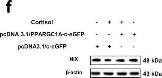 Western Blot: BNIP3L Antibody [NBP1-88558] - Role of PGC1 alpha  in NIX-dependent mitophagy.a–e Nontargeting (NT) or GR siRNA was transfected to hippocampal neurons & SH-SY5Y cells for 24 h prior to corticosterone & cortisol for 12 h, respectively. a, b Peroxisome proliferator-activated receptor gamma coactivator 1-alpha (PGC1 alpha ) expression was detected in western blot where  beta -actin was used as a loading control in both cell types. n = 5. c Colocalization of PGC1 alpha  (red) & DAPI (blue) in hippocampal neurons was visualized with SRRF imaging system. Scale bars, 20 μm (magnification, ×1000). n = 5. d Colocalization of PGC1 alpha  (green) & DAPI (blue) in SH-SY5Y was visualized with SRRF imaging system. Scale bars, 20 μm (magnification, ×1000). n = 5. e PGC1 alpha  protein expressions in subcellular fraction samples were detected by western blotting. Lamin A/C &  alpha -tubulin were used as a nuclear & cytosolic loading control, respectively. n = 5. f, g SH-SY5Y cells were transfected with pcDNA3.1/c-eGFP or pcDNA3.1/PPARGC1A-c-eGFP vector for 24 h prior to cortisol treatment for 24 h. f NIX expression was detected in western blot where  beta -actin was used as a loading control. n = 5. g TOMM20 levels were detected by western blot. Loading control for western blot is  beta -actin. n = 5. All blots & immunofluorescence images are representative. n = 5 from independent experiments with two technical replicates each. Quantitative data are presented as a mean ± S.E.M. Two-sided two-way ANOVA was conducted. ** indicates p < 0.01 versus control. #, ## indicates p < 0.05, p < 0.01 versus corticosterone in hippocampal neurons & cortisol in SH-SY5Y, respectively. Data are provided as a Source data file. Image collected & cropped by CiteAb from the following publication (//pubmed.ncbi.nlm.nih.gov/33473105), licensed under a CC-BY license. Not internally tested by Novus Biologicals.