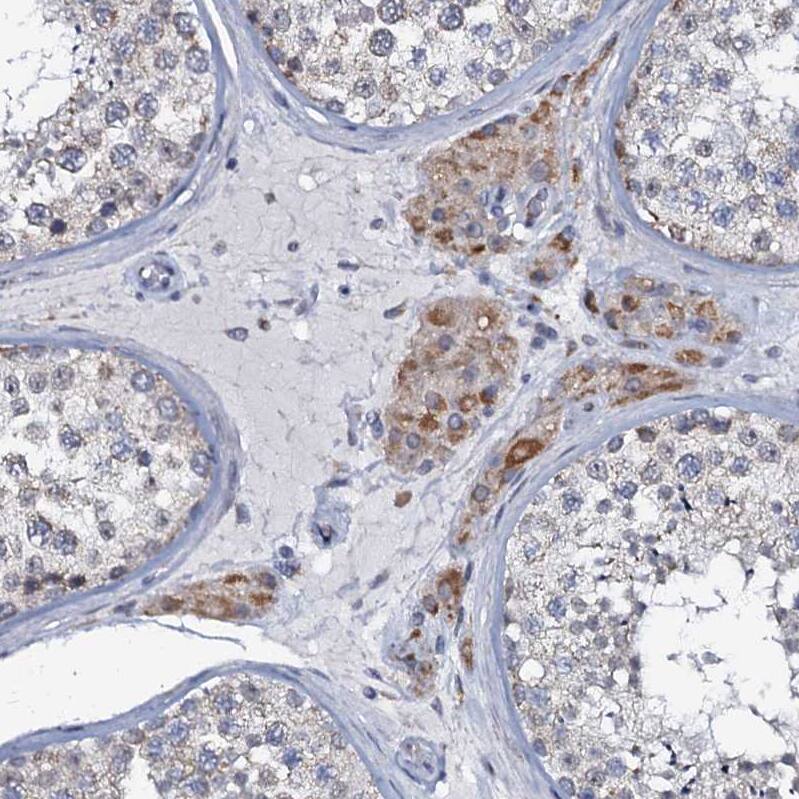 Staining of human testis shows moderate cytoplasmic positivity in Leydig cells.