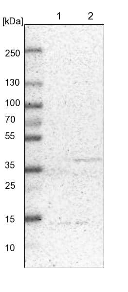 Lane 1: NIH-3T3 cell lysate (Mouse embryonic fibroblast cells)Lane 2: NBT-II cell lysate (Rat Wistar bladder tumour cells)