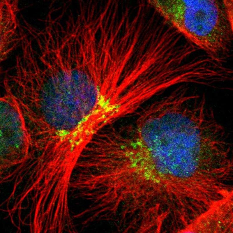 Immunocytochemistry/ Immunofluorescence EAPP Antibody - BSA Free