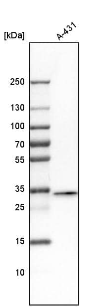 Western Blot FAM49B Antibody - BSA Free