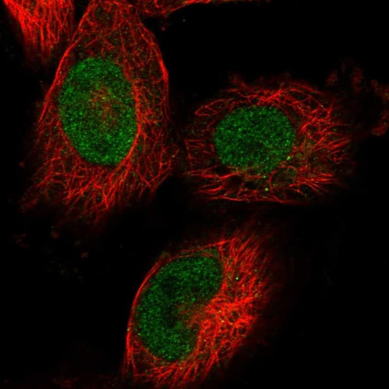 Staining of human cell line U-251 MG shows localization to nucleoplasm.