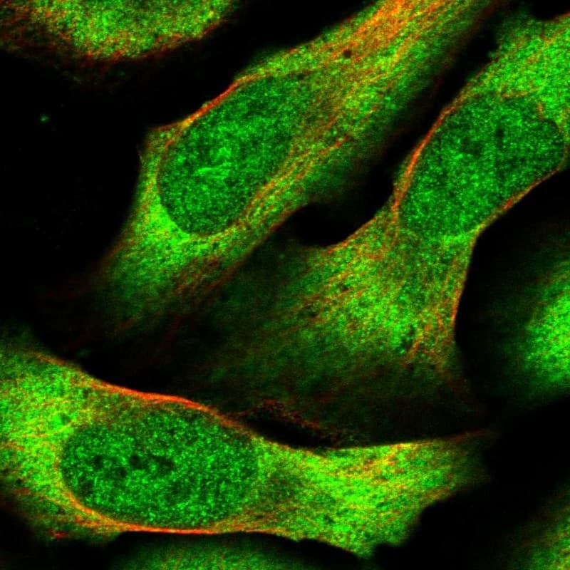 Staining of human cell line U-2 OS shows localization to nucleoplasm & cytosol.
