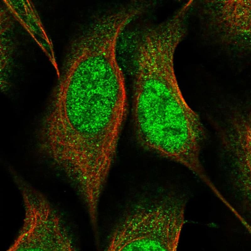 Staining of human cell line U-2 OS shows localization to nucleoplasm & cytosol.