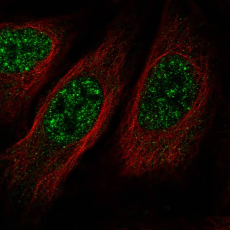 Staining of human cell line U-2 OS shows localization to nuclear speckles.