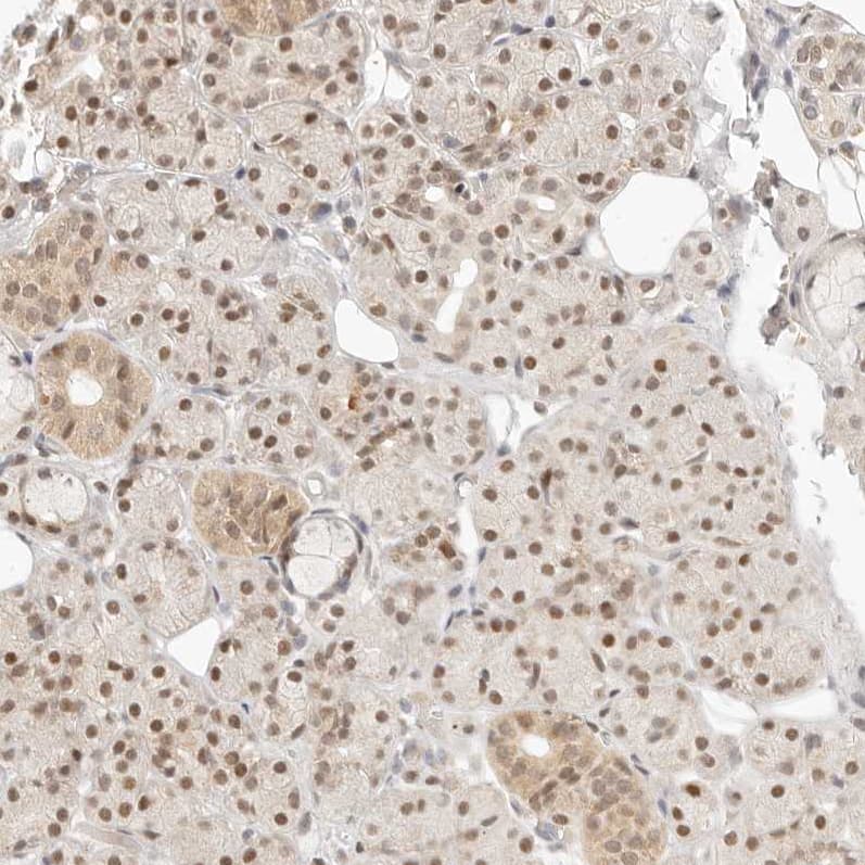 Staining of human salivary gland shows moderate nuclear and cytoplasmic positivity in glandular cells.